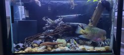Pleco Condo