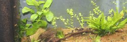 20L gal Hill Stream Loach Tank