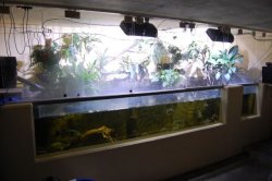 10'000 liters for Potamotrygon 10'000 liters for Potamotrygon