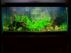Planted Non-Catfish-Exclusive Planted Non-Catfish-Exclusive