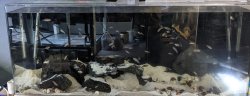 100g Shelly 100g Shelly