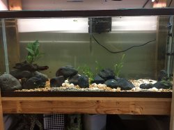 55g Syn Angelicus 55g Syn Angelicus