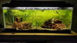20 gallon long