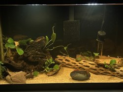 10 Gallon Shrimp Tank