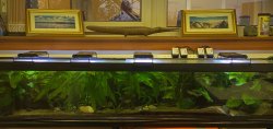 Tank 01 : West African planted Tank 01 : West African planted