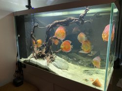 Discus tank Discus tank