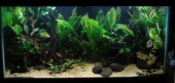 My 90gal Aquarium My 90gal Aquarium