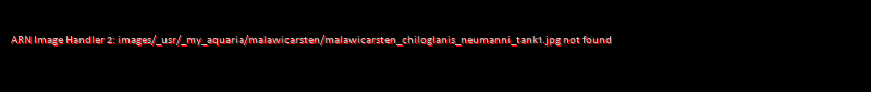 Chiloglanis neumanni tank