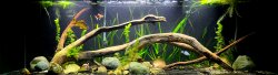 135g goldfish and hoplo cats 135g goldfish and hoplo cats