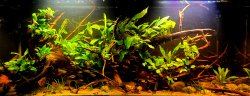 Amazon Blackwater Amazon Blackwater