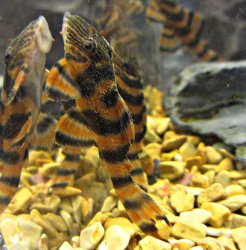 L397 F1 Fry Grow out tank