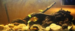 60g Sumatra Biotope