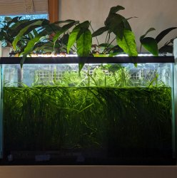 29gal