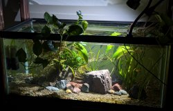 40gal - Wall - Bottom