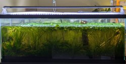 50gal - Top Shelf