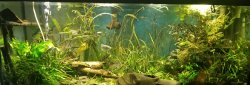 75 Gallon 75 Gallon