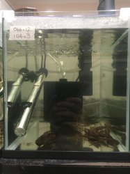 1.16ft Growout #2 1.16ft Growout #2