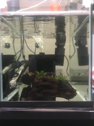 1.16ft Growout #4 1.16ft Growout #4