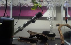 1.16ft Growout #6 1.16ft Growout #6