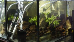 2ft L134 fourth breeding tank