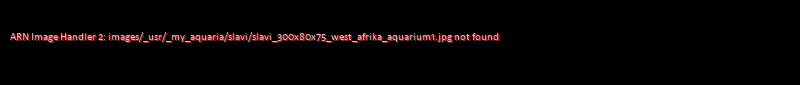 300x80x75 West Afrika Aquarium