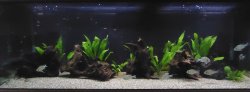 My 550L Aquarium (Rio Negro, Brazil)