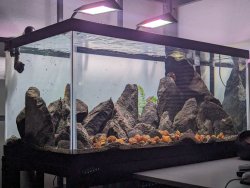 Tanganyika 40 Breeder