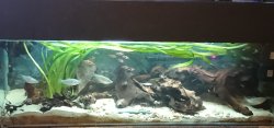 Tropical Mixed Tank Tropical Mixed Tank