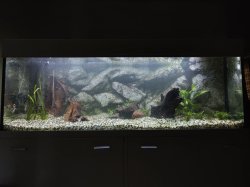 My bigger aquarium