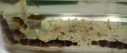 Microsynodontis sp. (1)