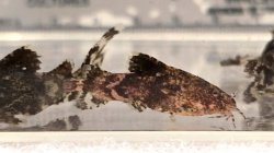 Erethistes horai