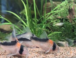 Hoplisoma duplicareum