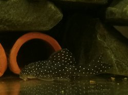 Hypancistrus sp. (L004)
