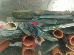 Pseudacanthicus leopardus