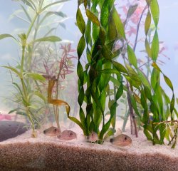 Hoplisoma simile