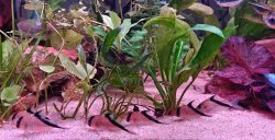 Hoplisoma sp. (C084)