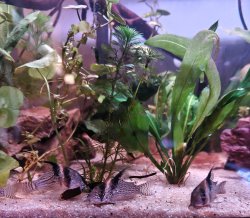 Hoplisoma sp. (Cw027)