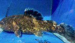 Batrochoglanis cf. villosus