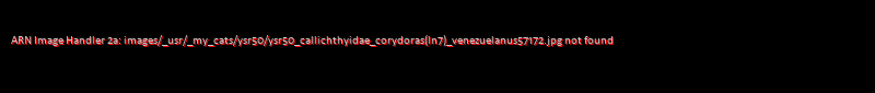 Corydoras (lineage 7) venezuelanus