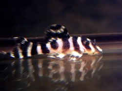 From the article L174 and L316, two small and similar Hypancistrus species