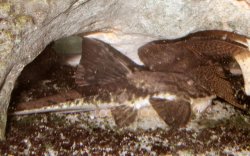 From the article Notes on a spawning of Loricaria simillima