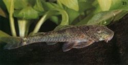 From the article Brazilian Parotocinclus