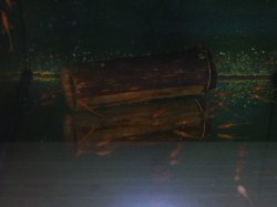 From the article The mysterious Red Lizard Catfish