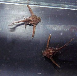 From the article Spawning Erethistes jerdoni