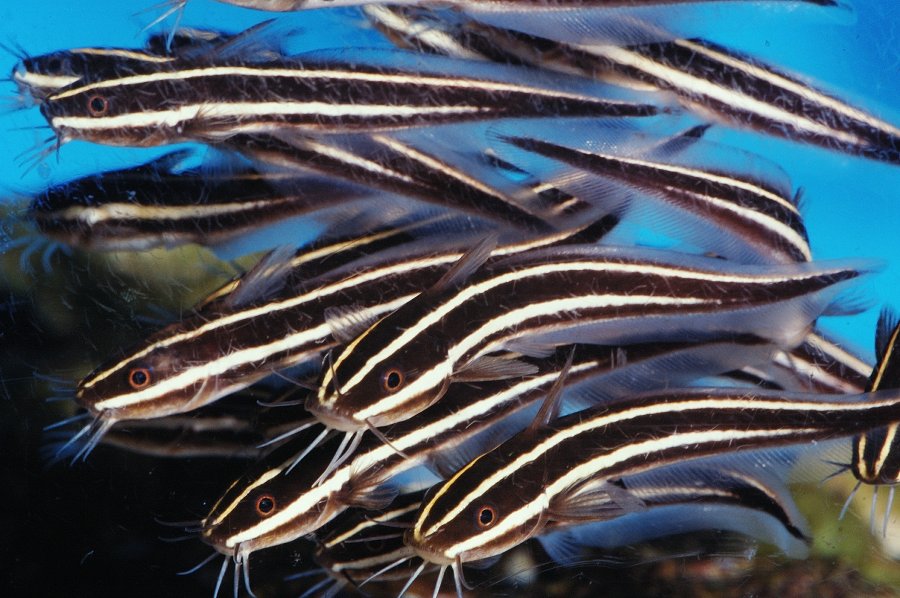 Striped eel catfish, don't touch them!